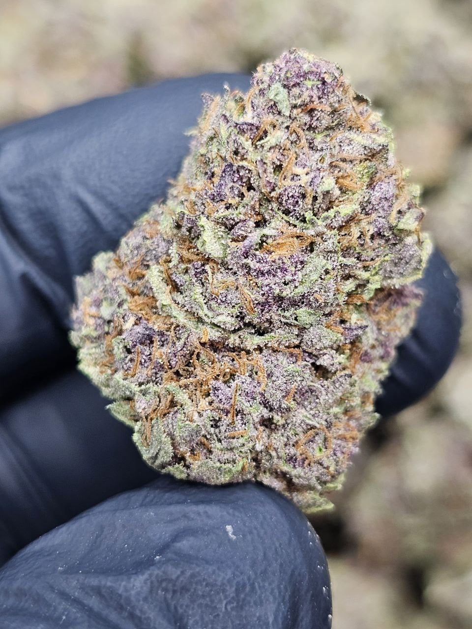 tropicana gelato THCa Flower