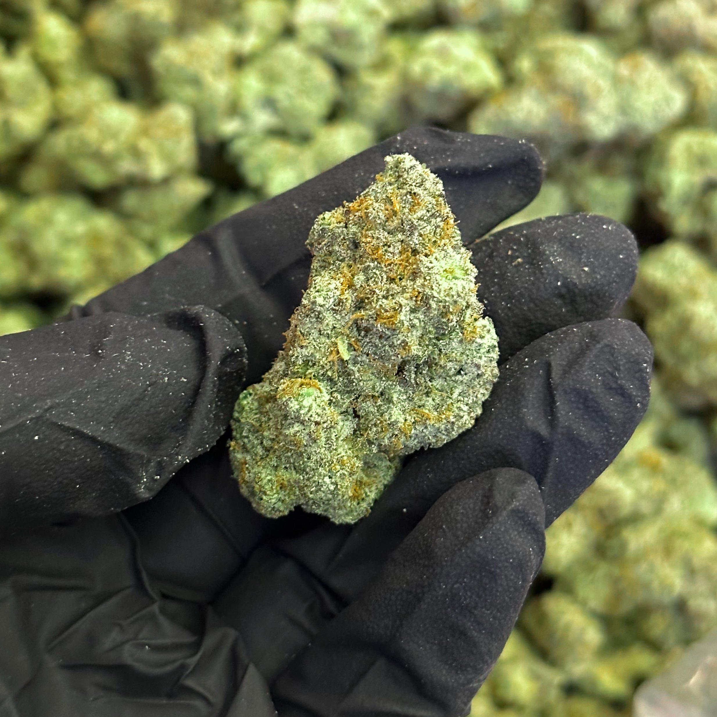 night moves THCa Flower