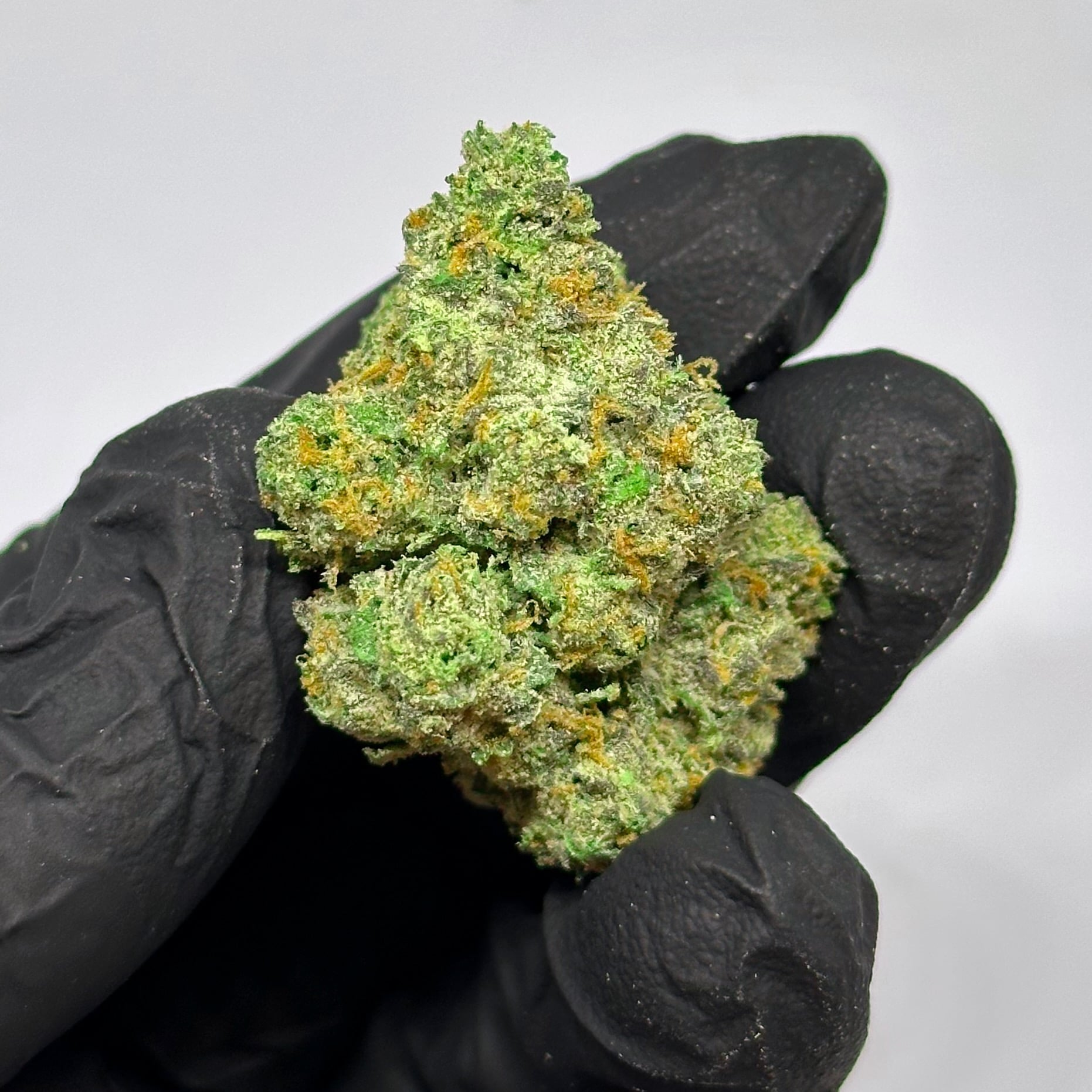 candy panties THCa Flower