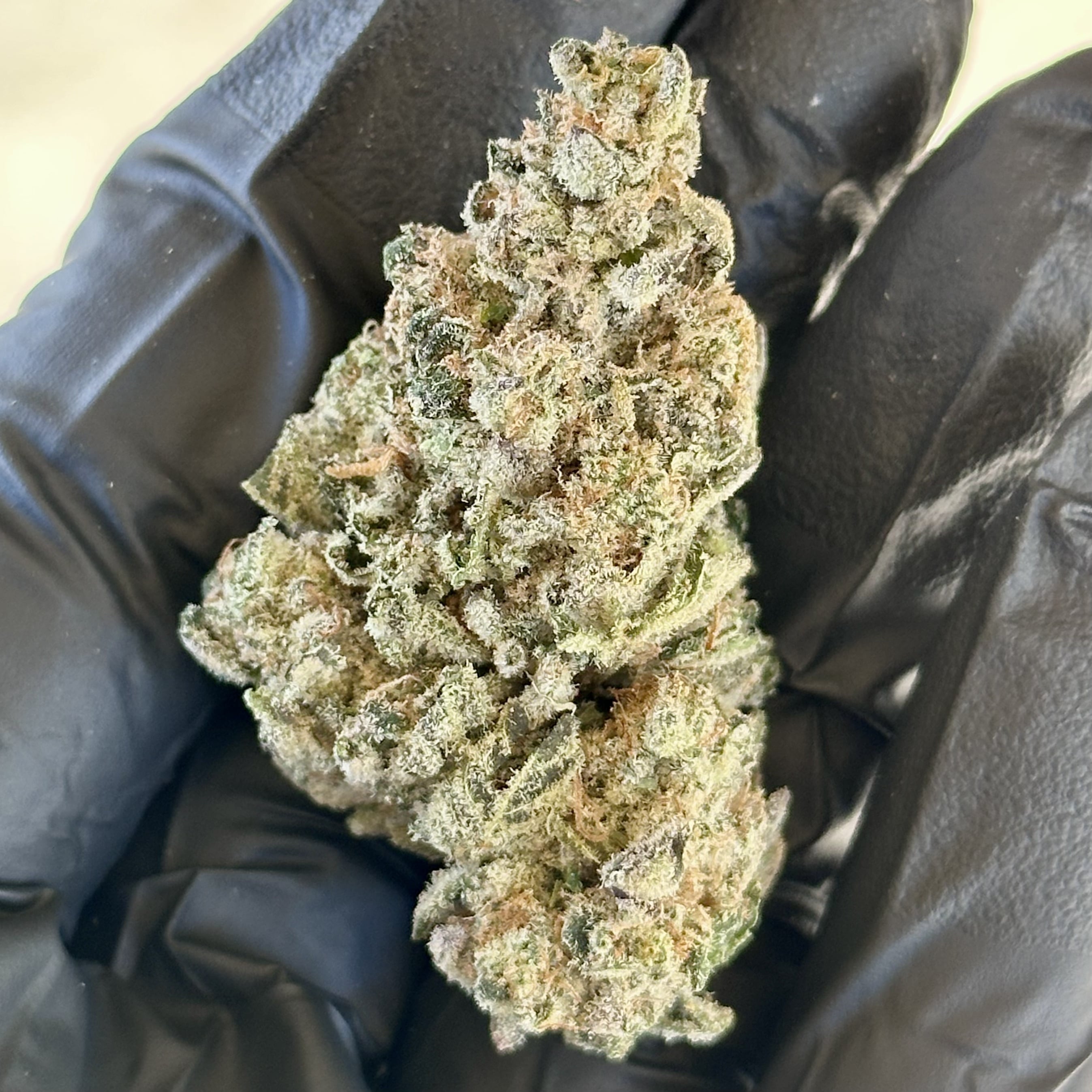girl scout cookies THCa Flower