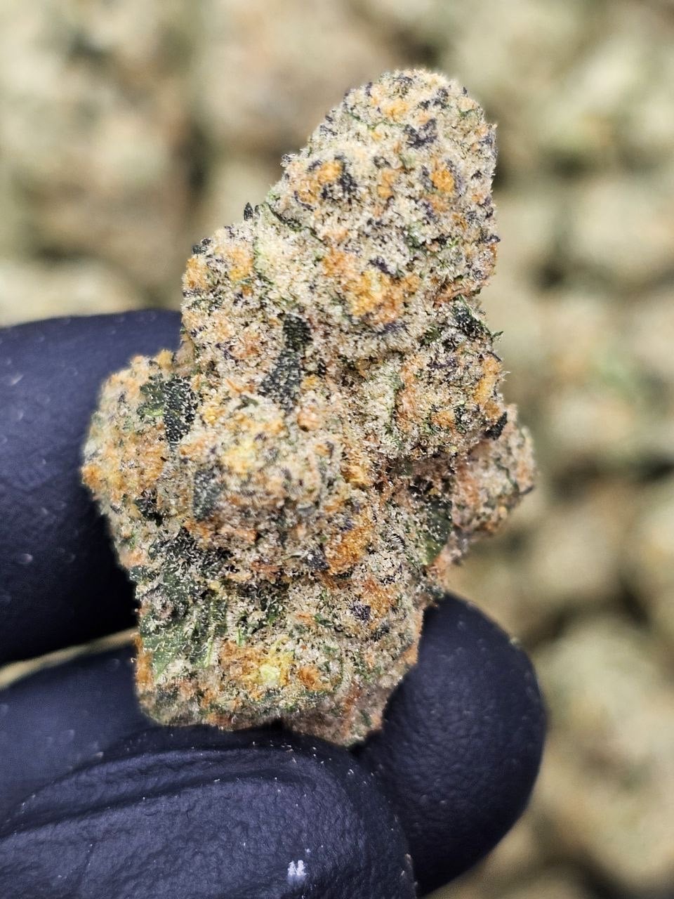 acai gelato THCa Flower