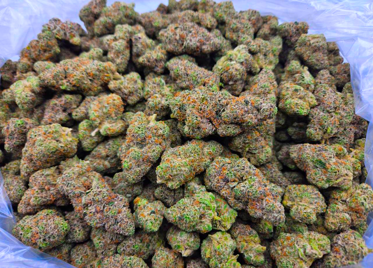 gelato 41 THCa Flower
