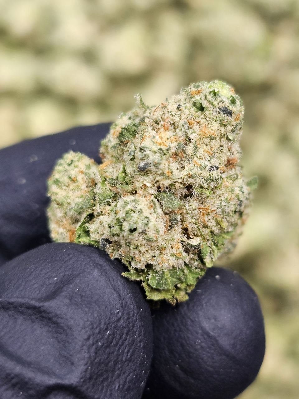 mango dream smalls THCa Flower